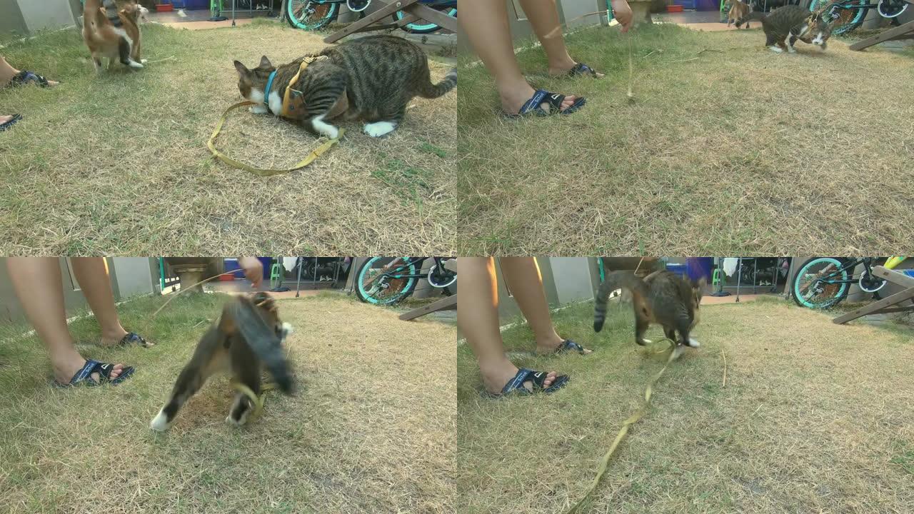 视频剪辑动作相机慢动作泰国猫可爱在野外背景上玩使用壁纸或背景。动物