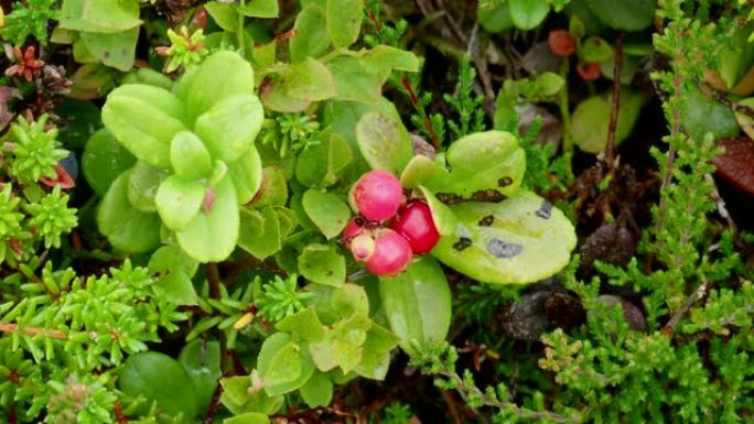 越橘或越橘 (Vaccinium Vitis-idaea)，Averoy，挪威