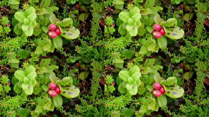 越橘或越橘 (Vaccinium Vitis-idaea)，Averoy，挪威