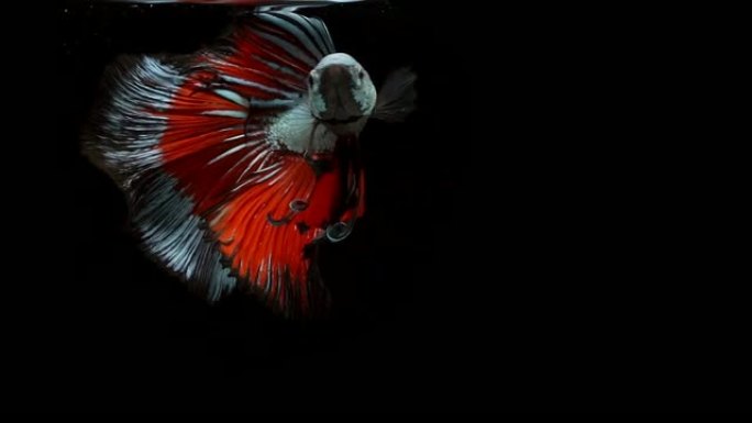 暹罗斗鱼 (Betta splendens) 的超慢动作，众所周知的名字是Plakat Thai