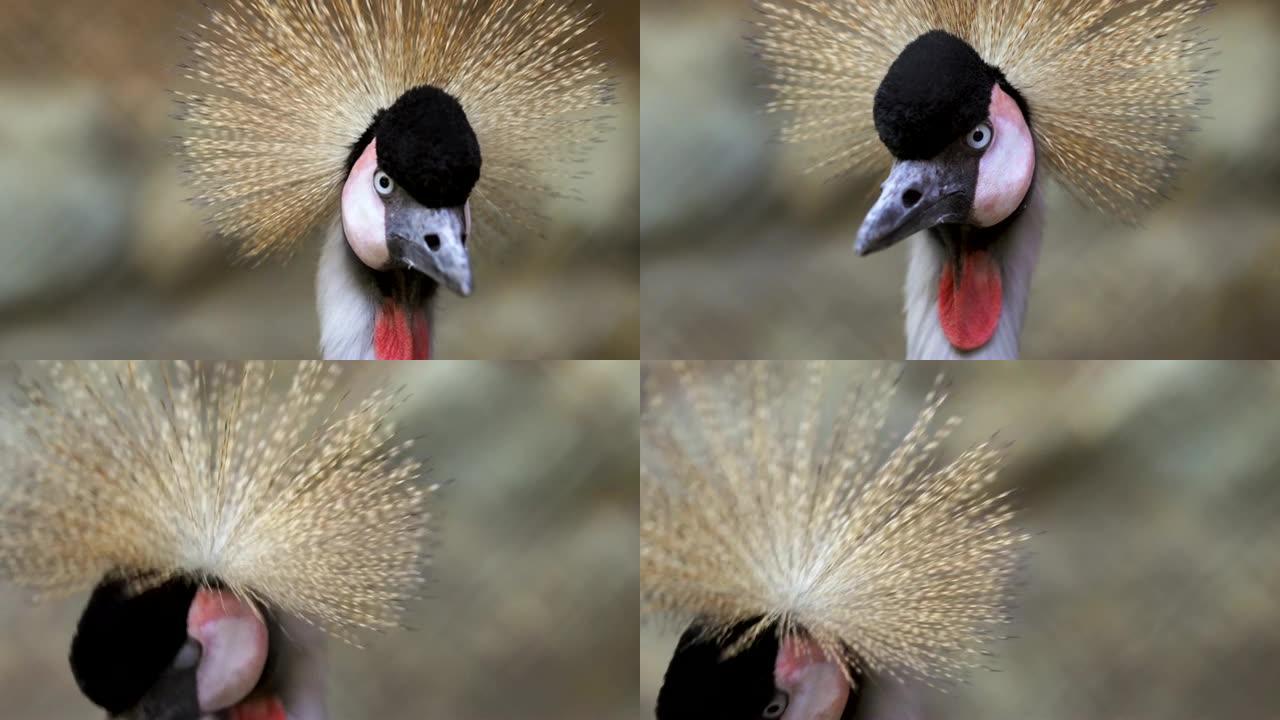 野生异国情调的东非冠鹤鸟的特写
