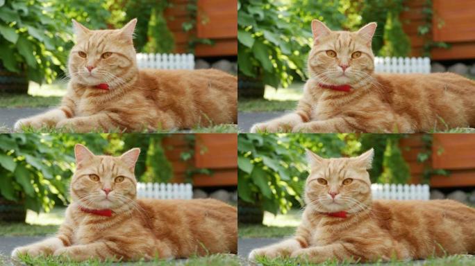 日落时，红猫躺在花园里的草地上休息。日落时，猫在外面玩耍。在阳光下。4K