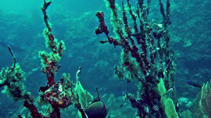 水肺潜水员与水下死亡的戈贡海扇 (Anella mollis) 珊瑚漂白