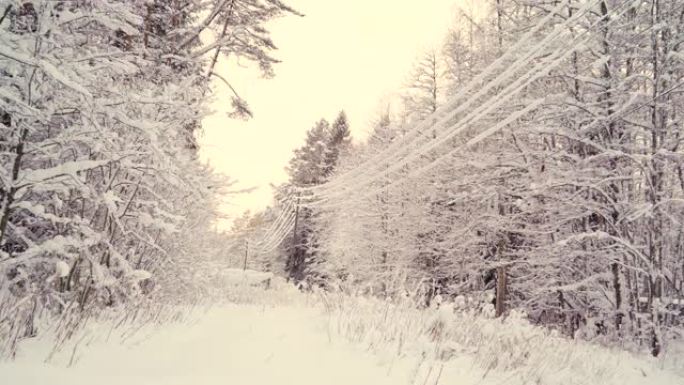 雪在覆盖树木的森林地面上下雨