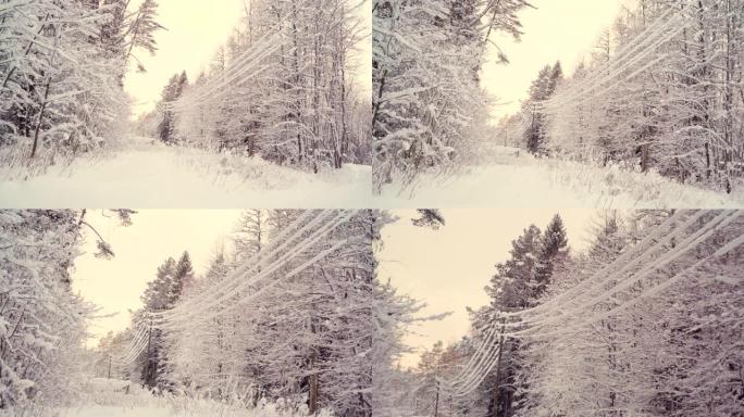 雪在覆盖树木的森林地面上下雨