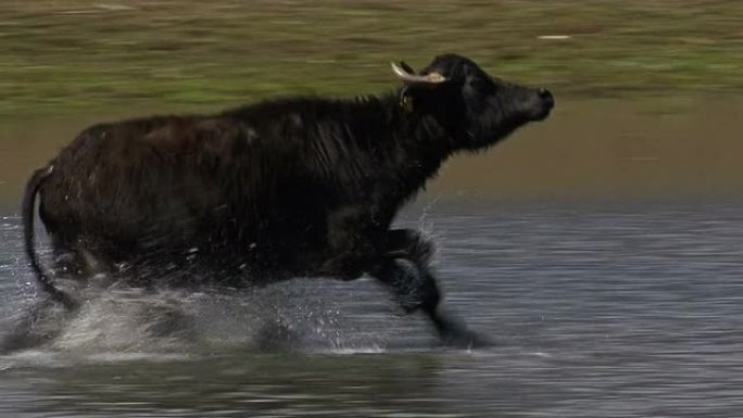 奔跑的水牛经过河流