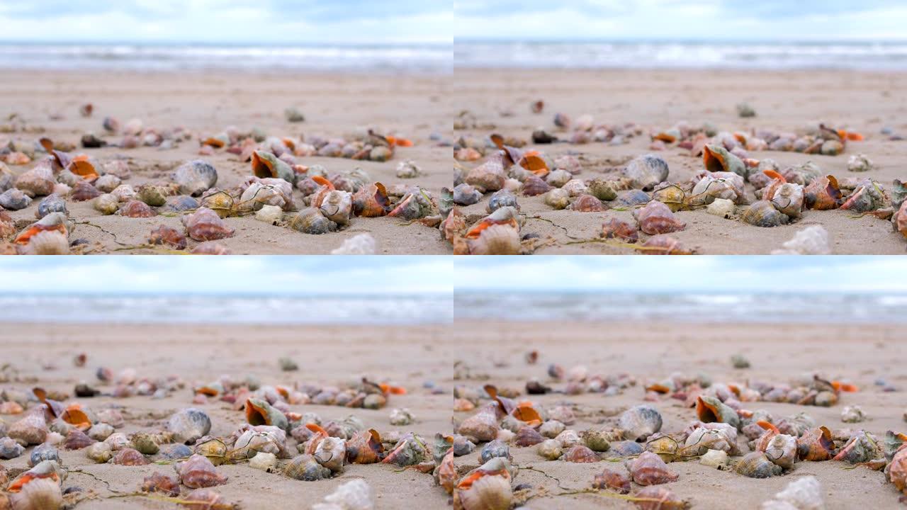 黑海沿岸的沙滩上有许多美丽的拉万贝壳。