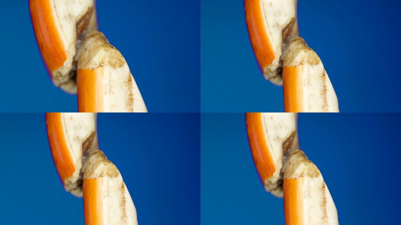 海狸骨头的橙色和白色