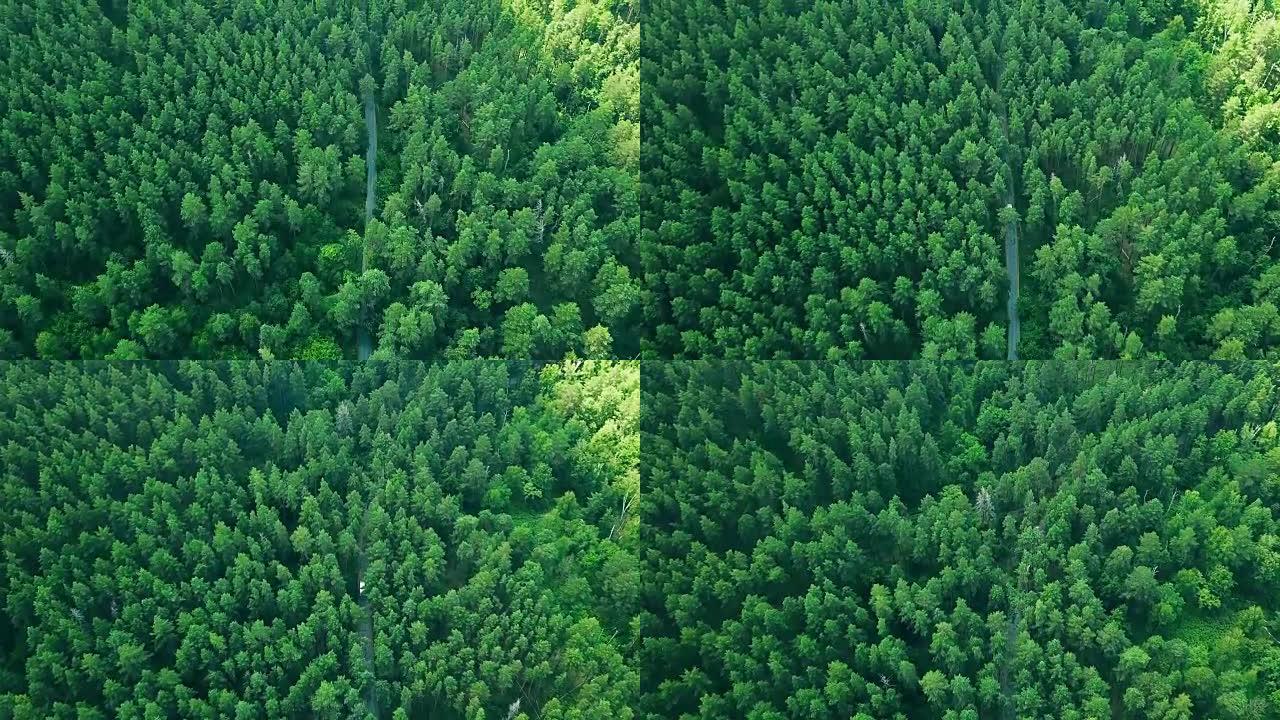 飞越老林道的鸟瞰图。跟踪在松树林中行驶的白色汽车