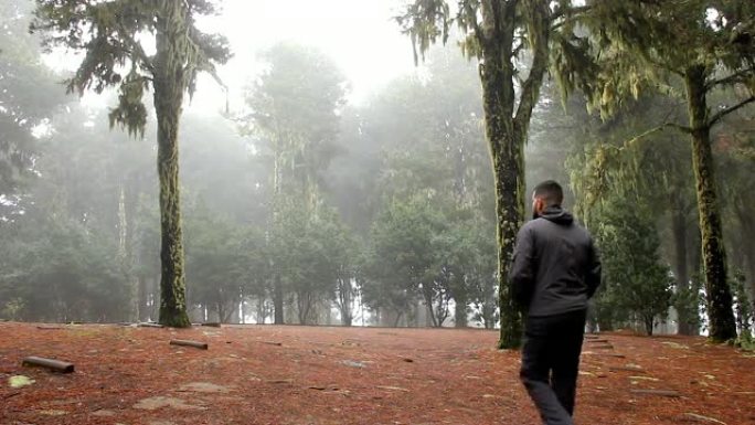 在大雾寒冷的日子里，年轻人在松树林地区行走