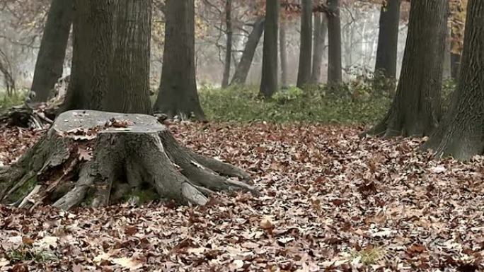 秋天的橡树和一只松鼠