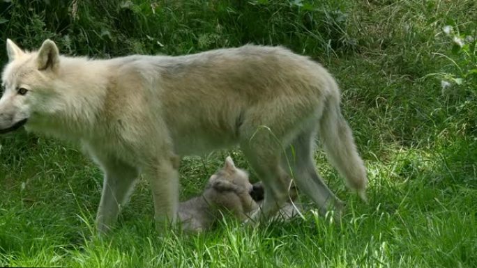 北极狼，犬狼疮，母亲和幼崽，实时4K