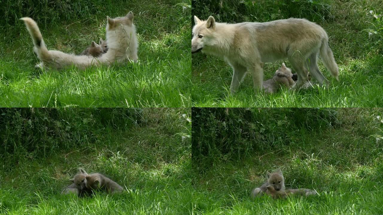 北极狼，犬狼疮，母亲和幼崽，实时4K