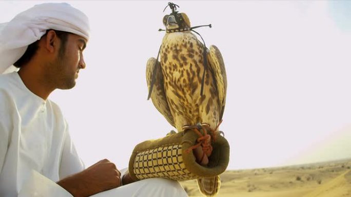 系留鸟类猎物阿拉伯雄性猎鹰腕部