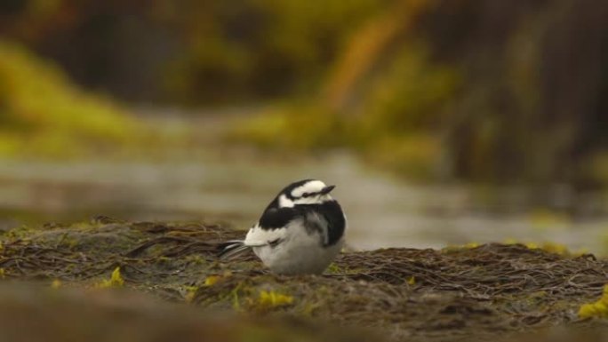 库纳希尔的白w (Motacilla alba lugens)