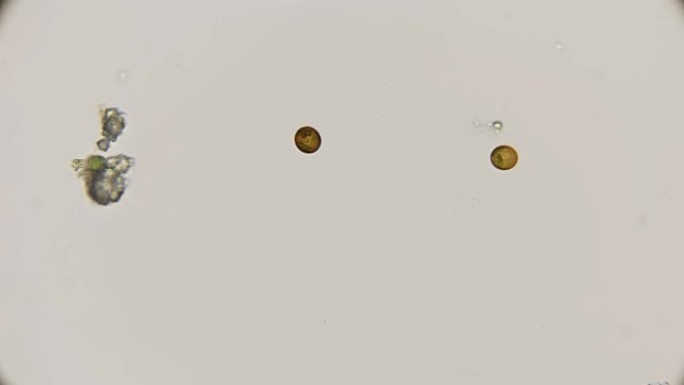 藻类气管单胞菌植物学家在显微镜下移动鞭毛