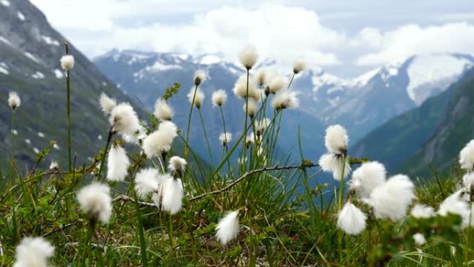 挪威Gamle Strynefjellsvegen的鲜花和山景