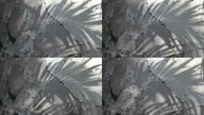 旧混凝土墙上的马尼拉棕榈树阴影
