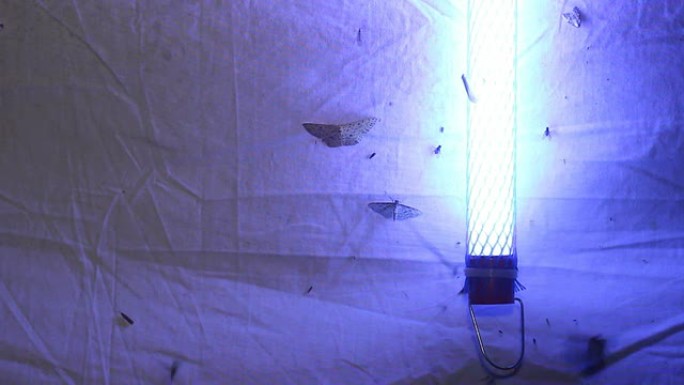飞蛾捕捉器，一种带有紫外线黑光的白纸