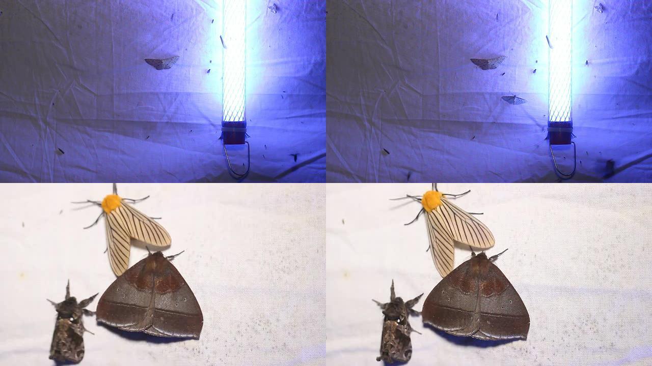 飞蛾捕捉器，一种带有紫外线黑光的白纸