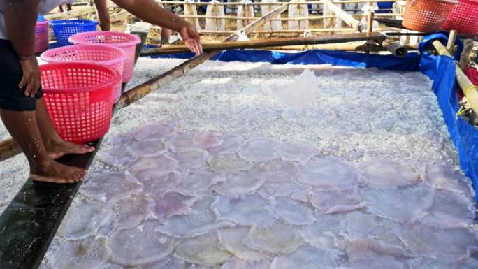 水母保护渔业，泰国Trang。
