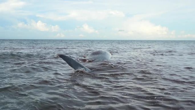 搁浅抹香鲸