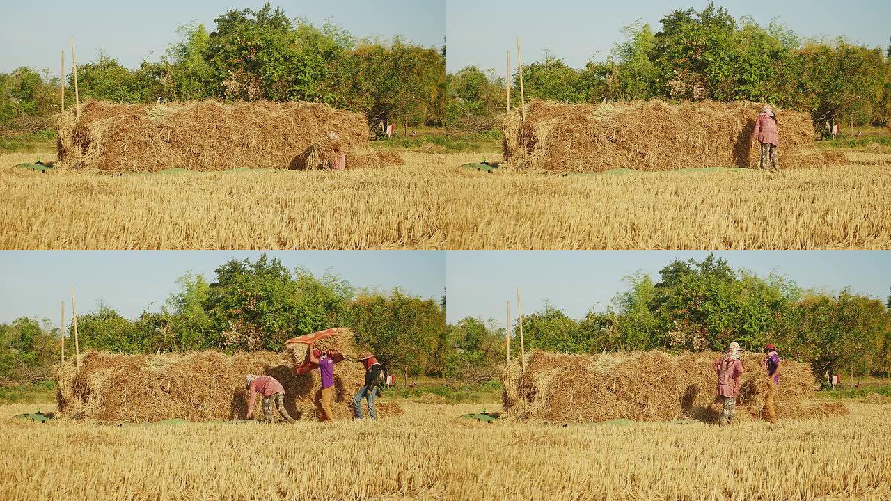 农民在干田里堆放干草捆