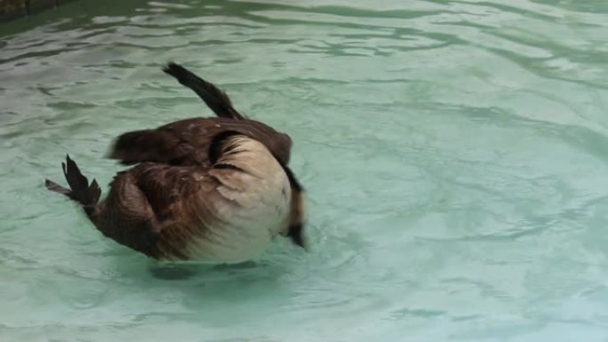 一只水鸭在水中游泳提神