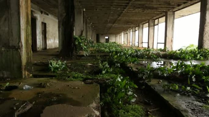 废弃建筑中生长的植物崛起