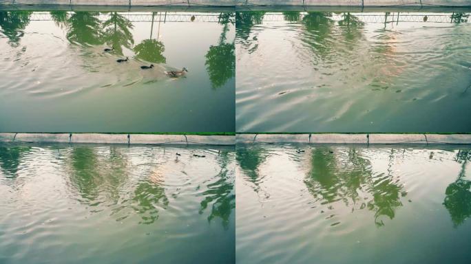 鸭子在水上奔跑，同时逆水流动