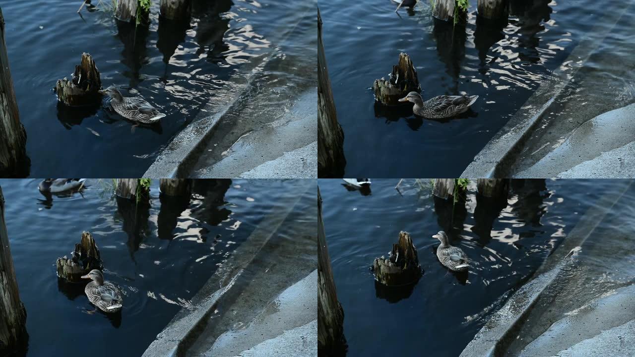 灰鸭在水中游泳