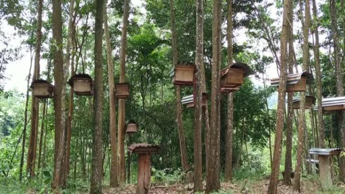 热带森林录像中的蜂巢。