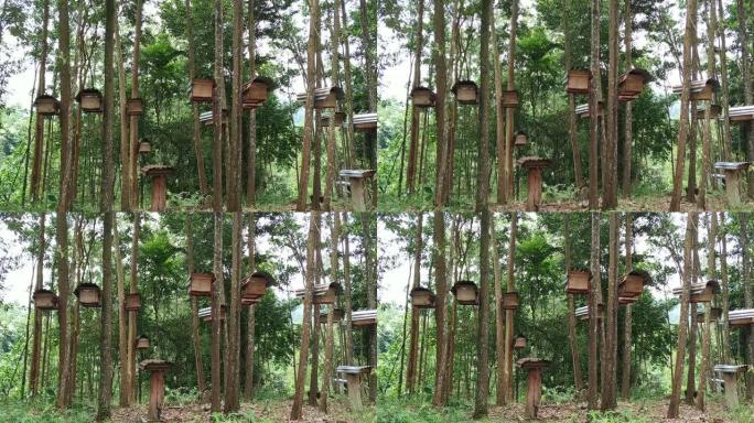 热带森林录像中的蜂巢。