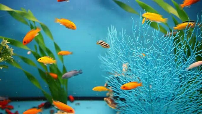 蓝色水族馆背景平静的鱼游泳草视频保护程序