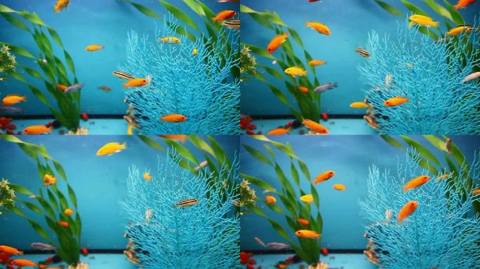 蓝色水族馆背景平静的鱼游泳草视频保护程序