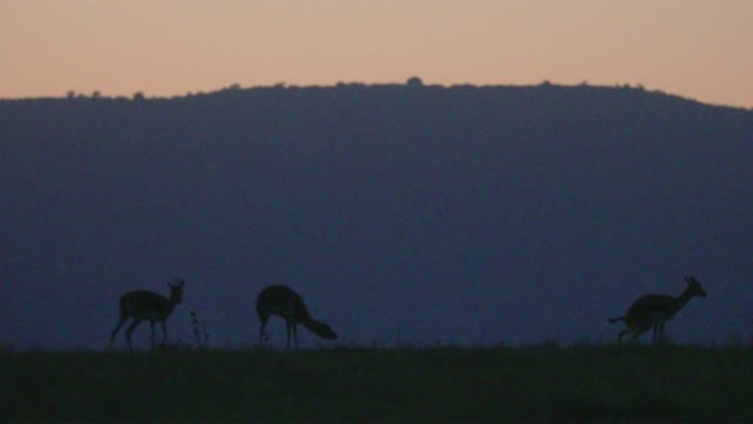 日出时在非洲肯尼亚马赛马拉国家公园看到的瞪羚