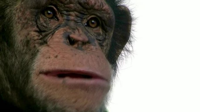 黑猩猩在镜头前咀嚼