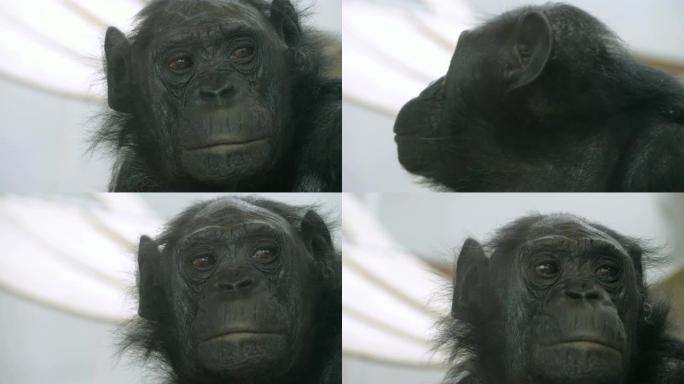 倭黑猩猩脸的特写，向前看，然后离开