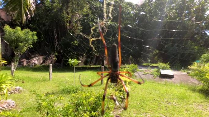 蜘蛛编织一张网。