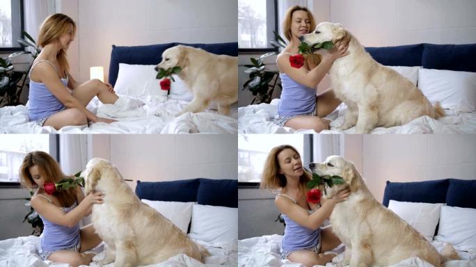 惊讶的女人从宠物狗那里收到红玫瑰