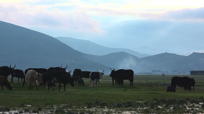 高原山脚草地上成群的耗牛牛群
