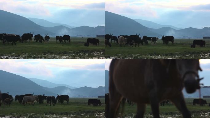 高原山脚草地上成群的耗牛牛群