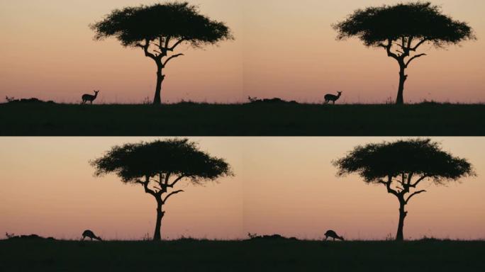 日出时在非洲肯尼亚马赛马拉国家公园看到的瞪羚