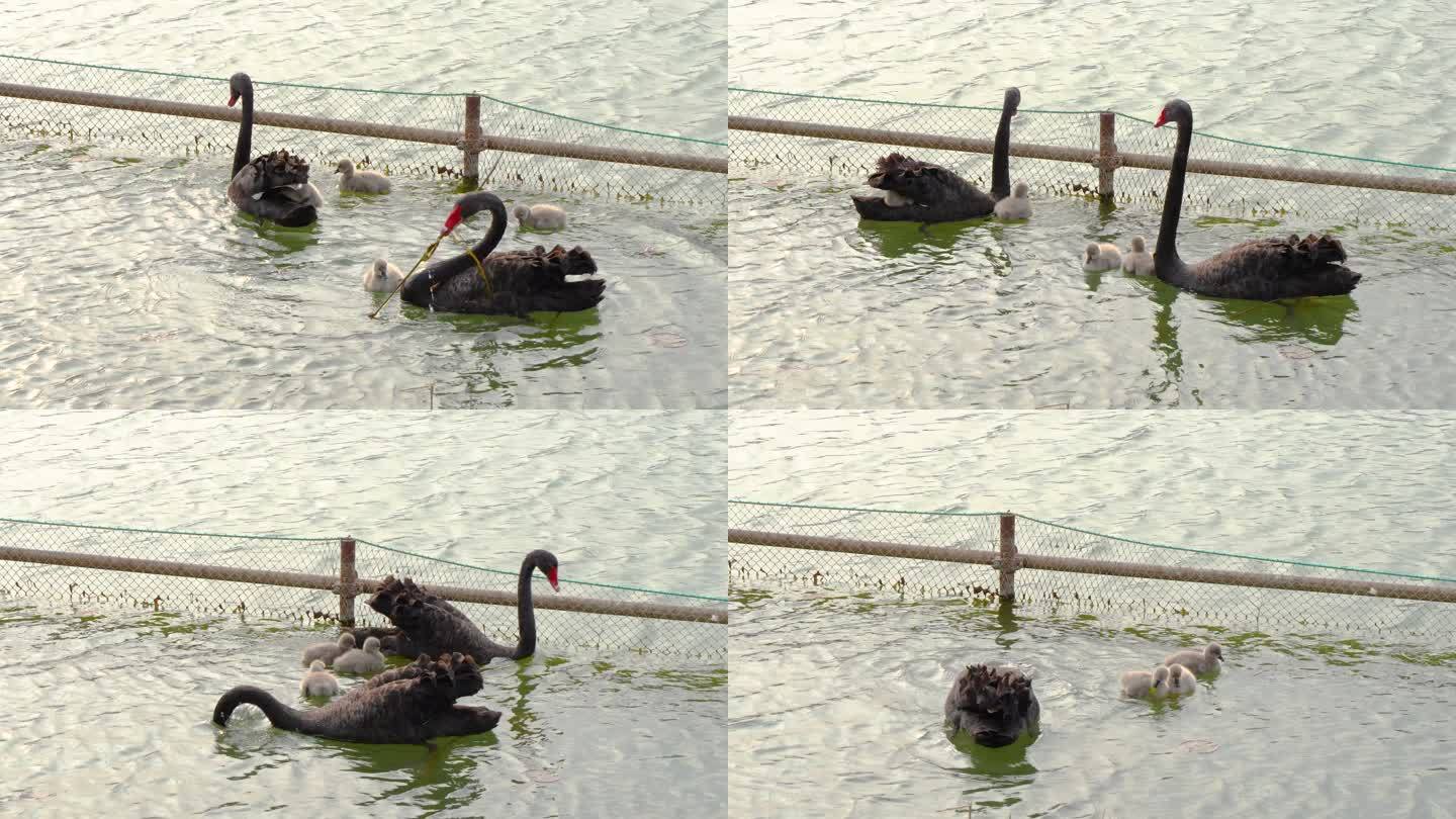 黑天鹅天鹅宝宝在水中游动