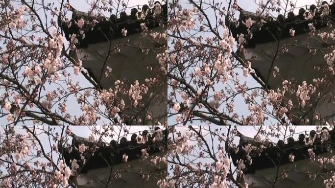 日本樱花和城堡细节 (变形)