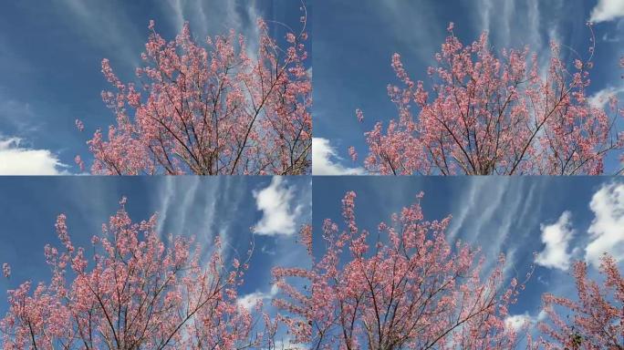 樱花，樱花平移右