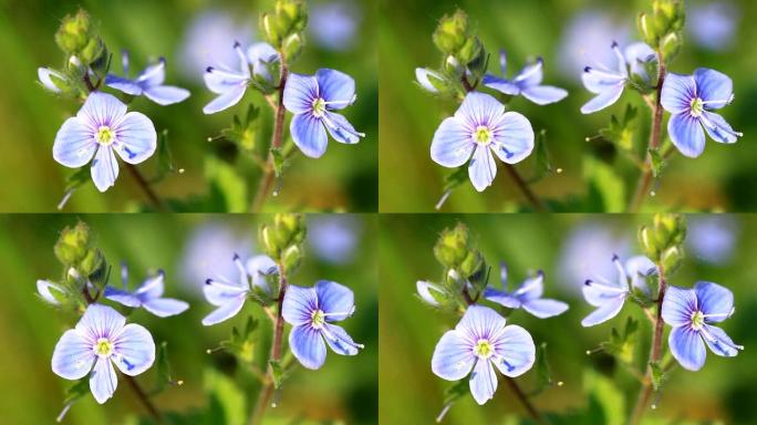 美丽的蓝色花朵