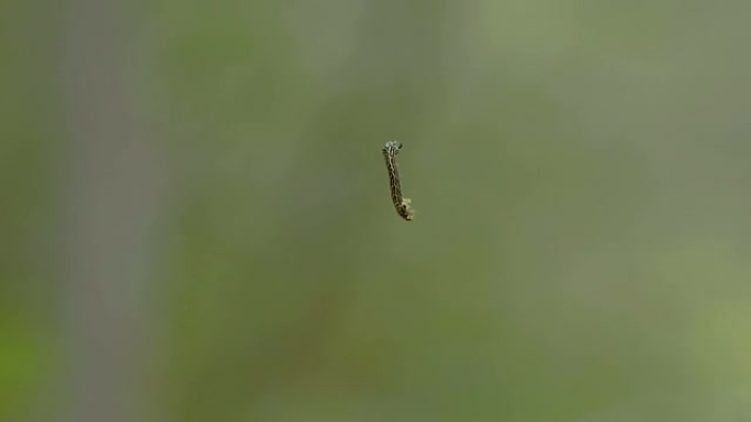 一只小蛾子爬上了弦FS700 4K