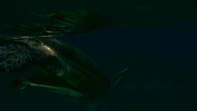 绿海龟与remora鱼上升到水面呼吸-阿布·达巴布，马萨·阿拉姆，红海，埃及，非洲