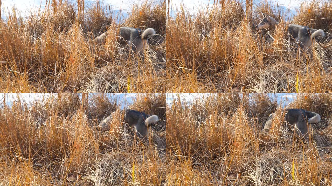 西西伯利亚莱卡在干草中狩猎